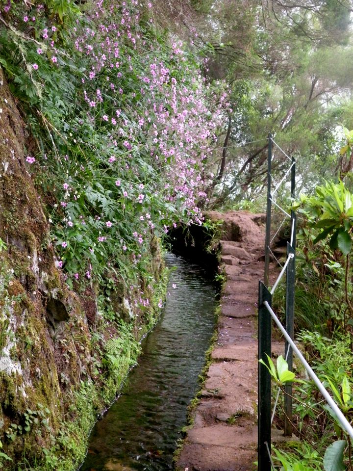 16 Madeira Quamadas - foto povečava