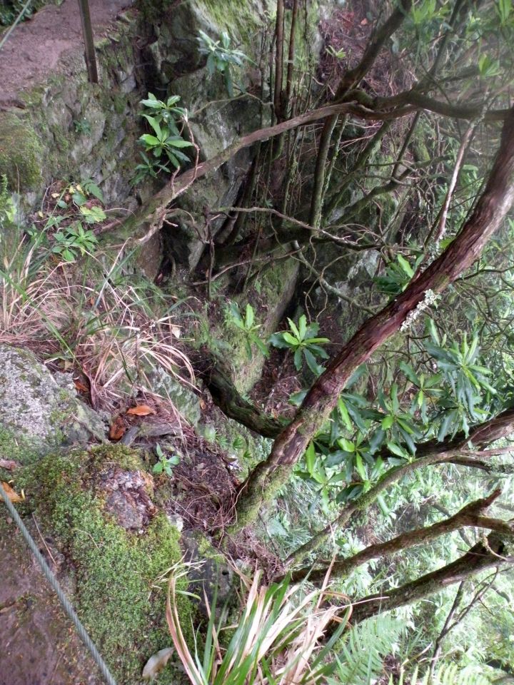 16 Madeira Quamadas - foto povečava