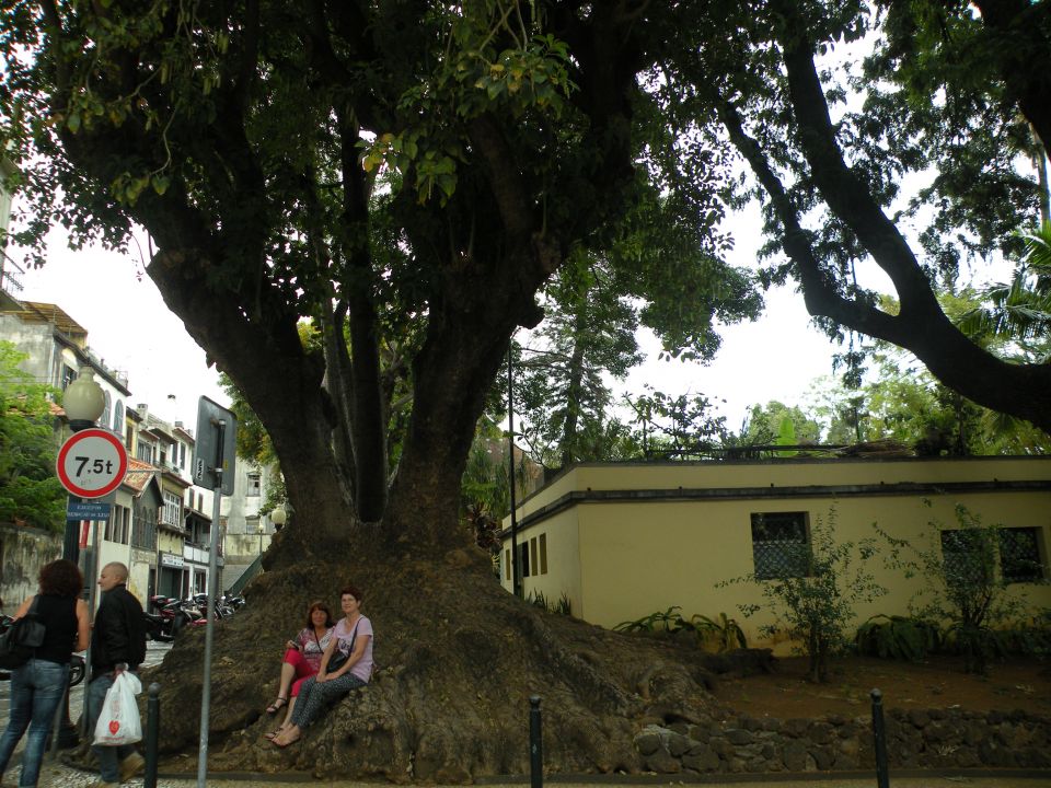 16 Madeira Funshal zvečer - foto povečava