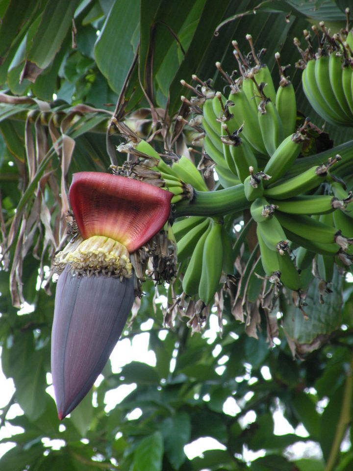 16 Madeira Pestana hotel okolica - foto povečava