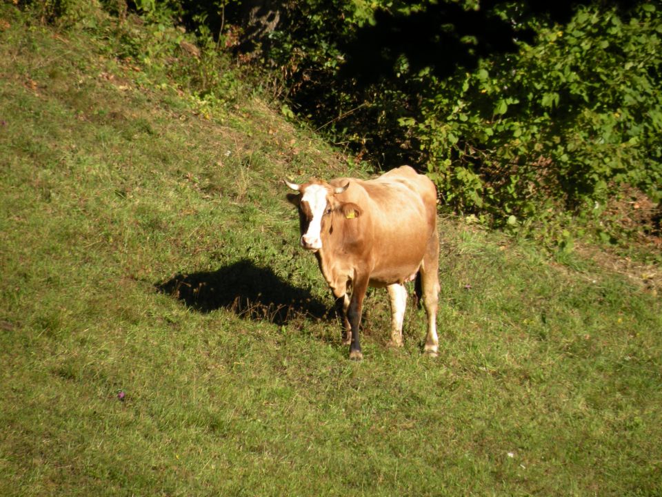 16 Kozičje Žirovnica - foto povečava