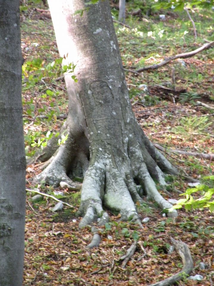 16 Kozičje Žirovnica - foto povečava