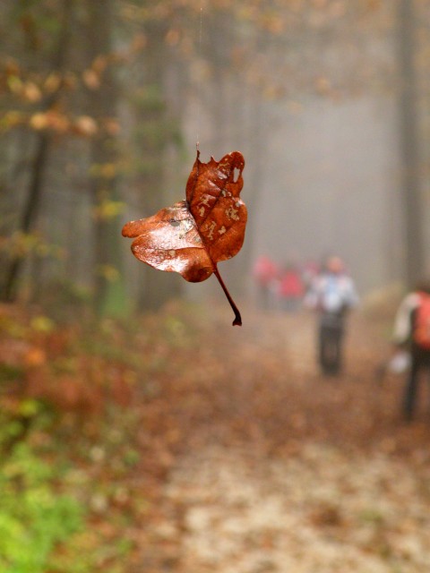 16 Šentjur na polju - foto