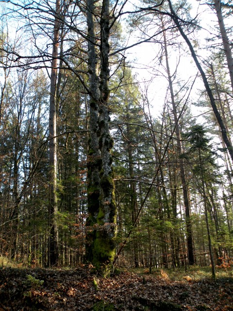 17 Podboršt - foto