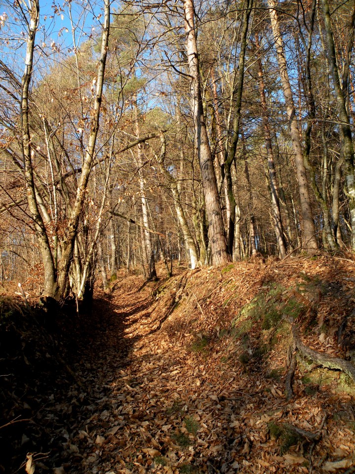 17 Podboršt - foto povečava