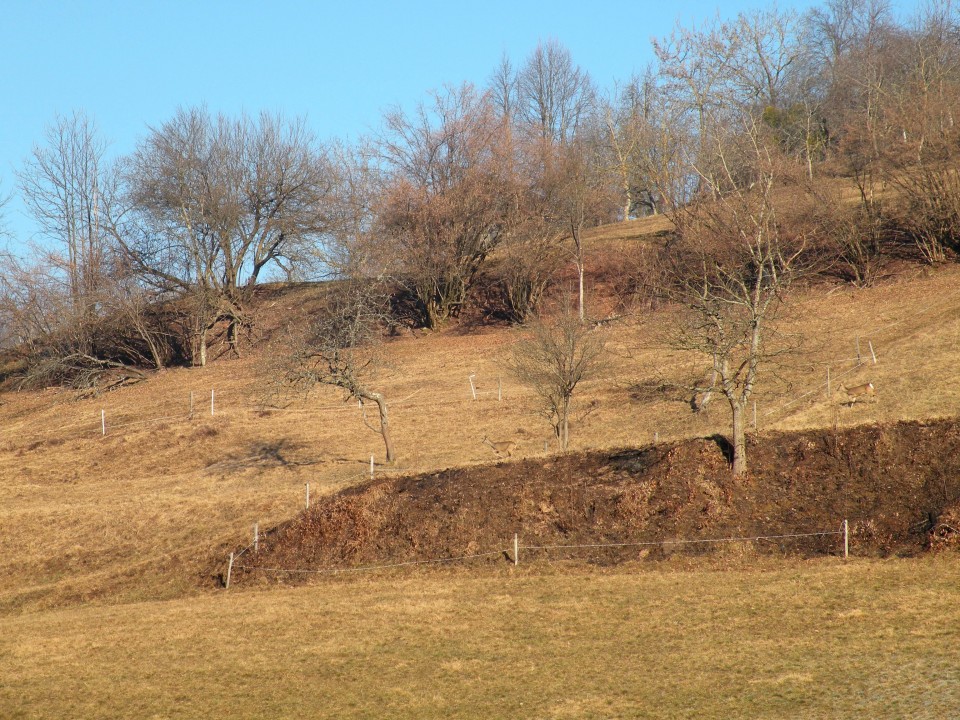 17 Podboršt - foto povečava