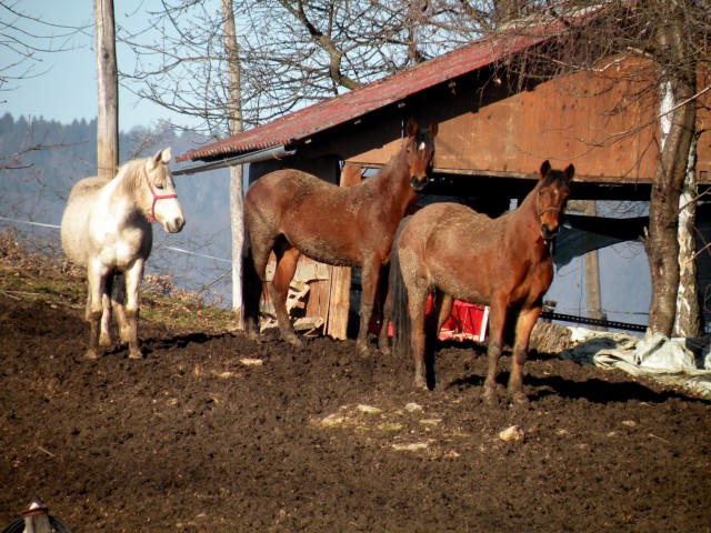 17 Podboršt - foto