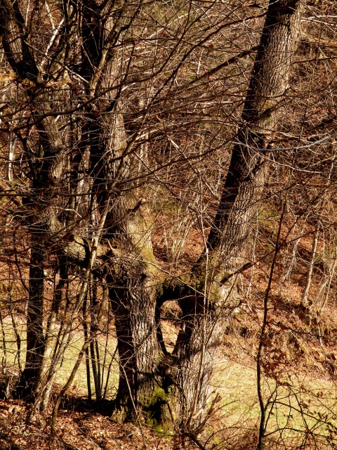 17 Podboršt - foto