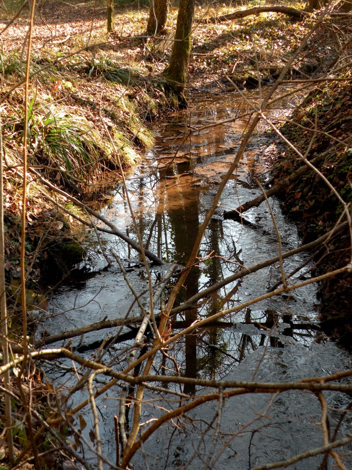 17 Podboršt - foto povečava