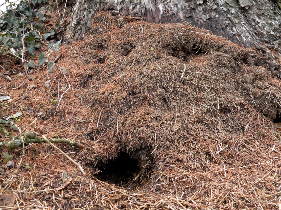 17 Ostrožnik in Vrtačnica - foto povečava