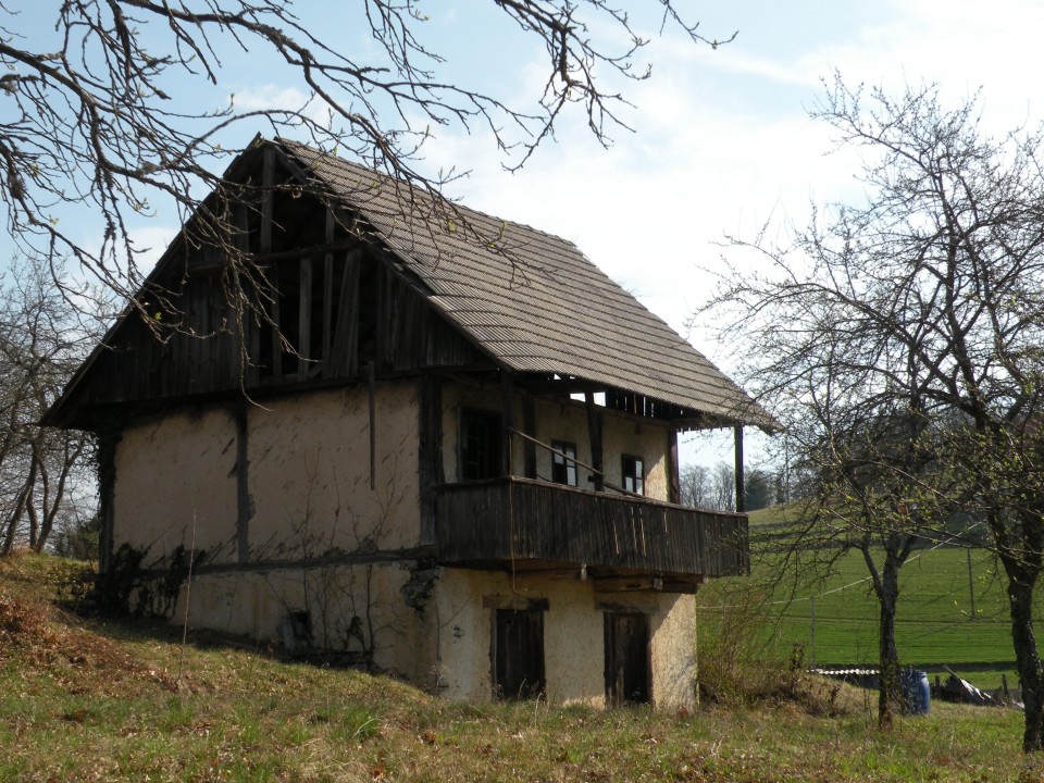 17 Primož navadni kosmatinec - foto povečava