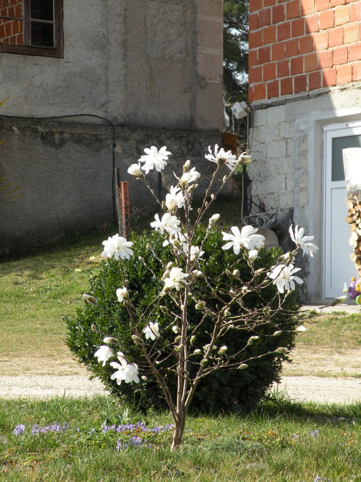 17 Primož navadni kosmatinec - foto povečava