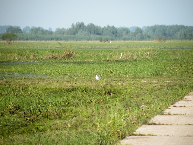 17 Poljska Ujescie Warty - foto