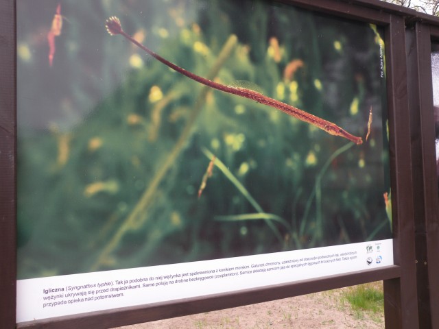 17 Poljska Hel mesto, polotok in mimo Gdanska - foto