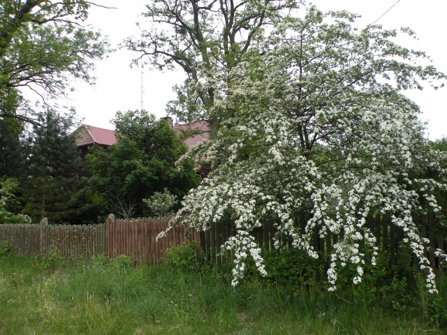 17 poljska Biebrzinski park - foto