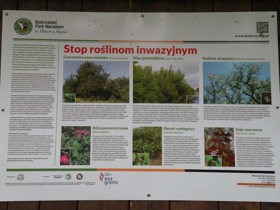 17 poljska Biebrzinski park - foto povečava