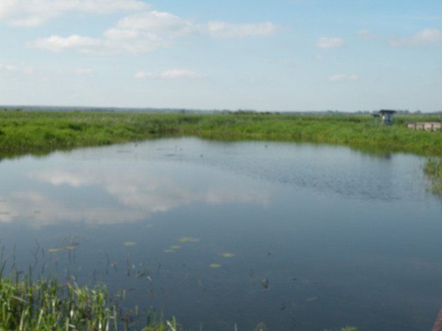 17 poljska Narwianski park - foto