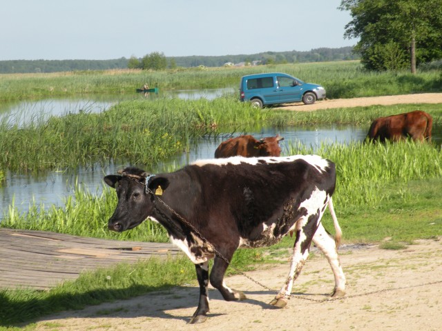 17 poljska Narwianski park - foto