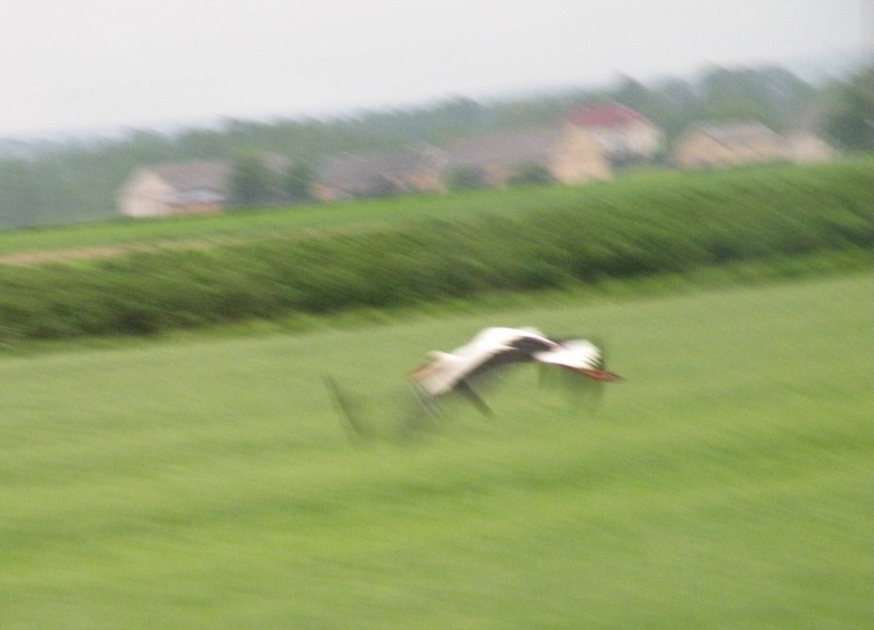 17 Poljska Bialovieski park - foto povečava