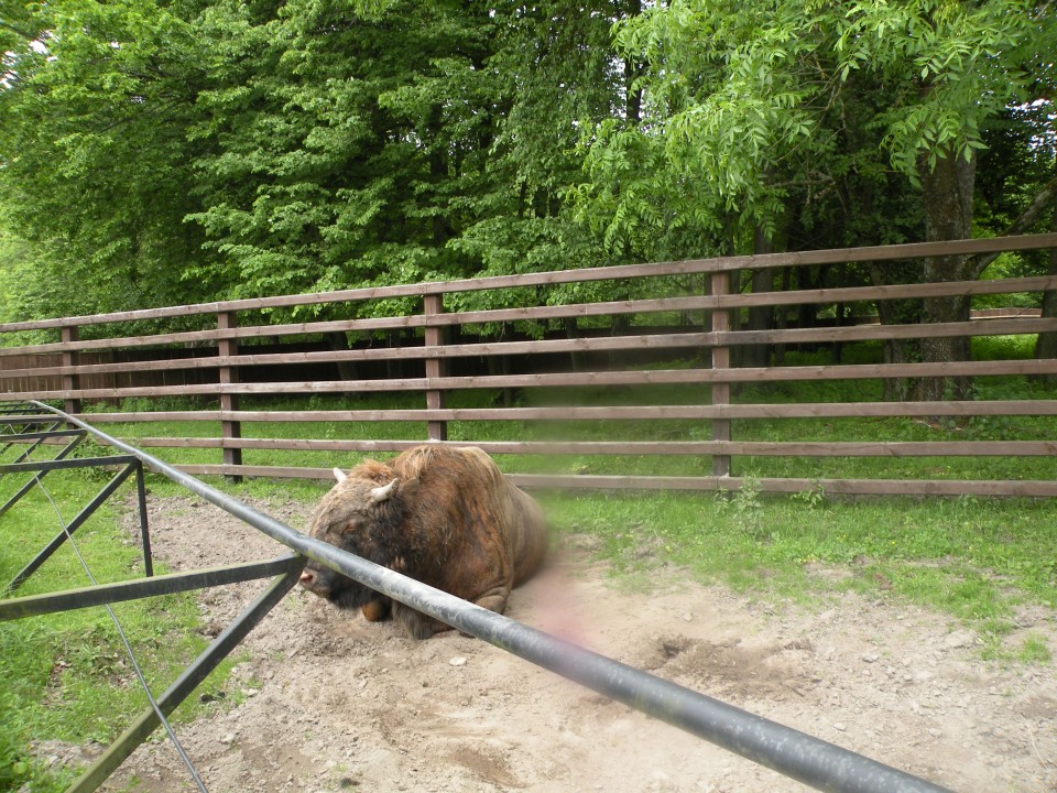 17 Poljska Bialovieski park - foto povečava