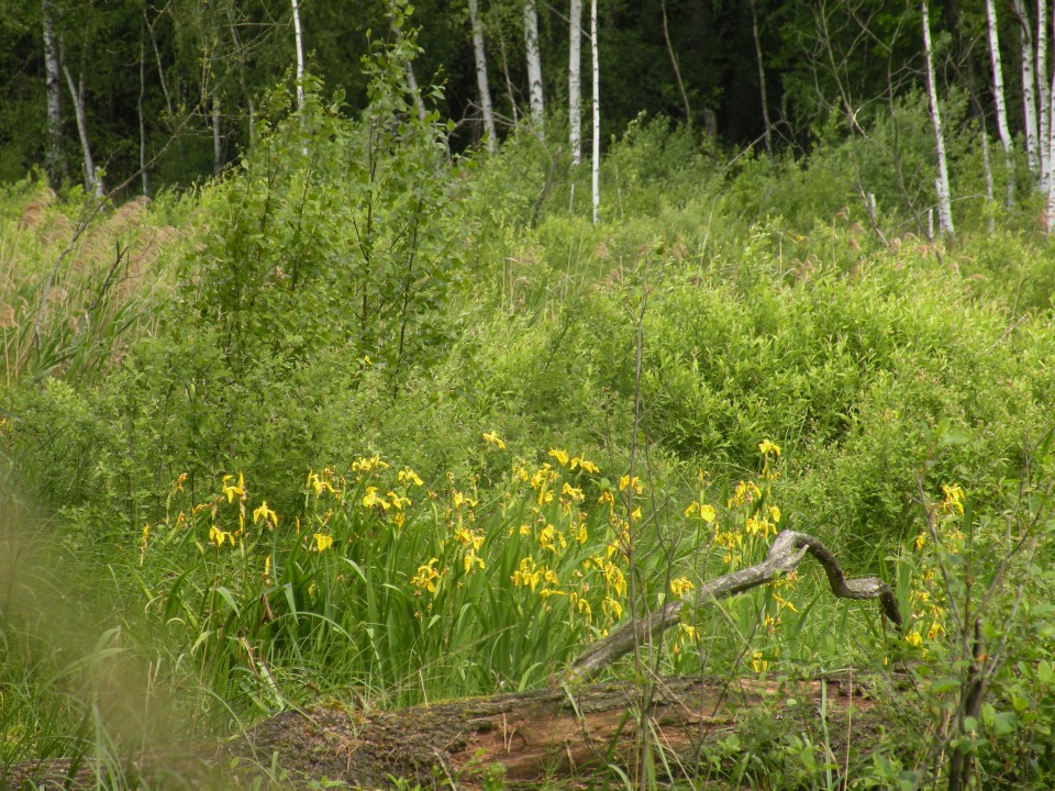 17 Poljska Poleski park - foto povečava