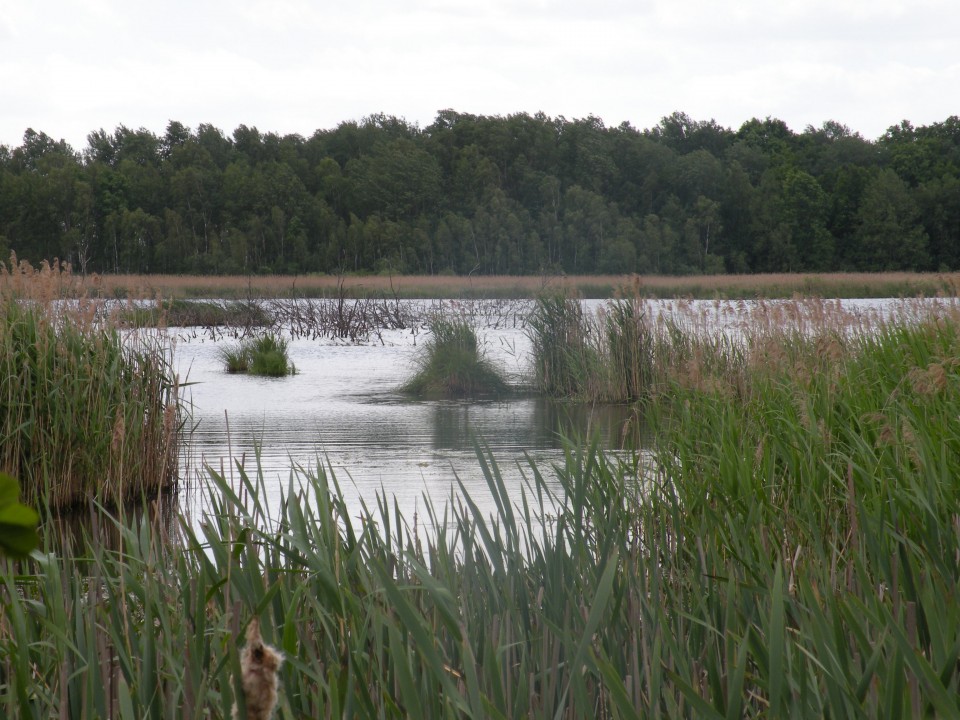 17 Poljska Poleski park - foto povečava