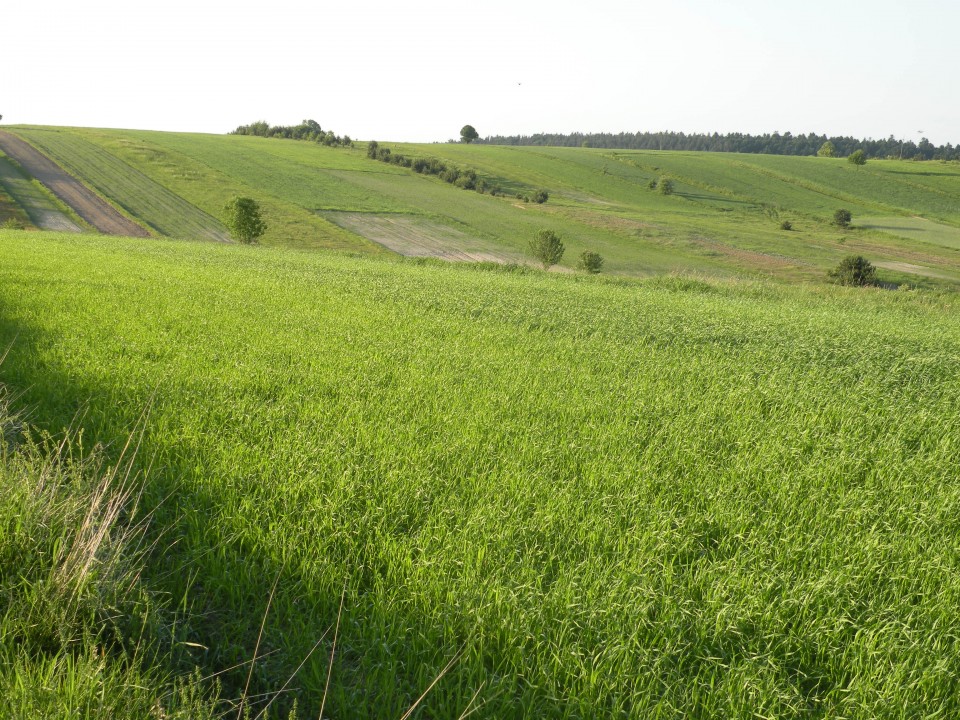 17 Poljska Rostozanski park - foto povečava