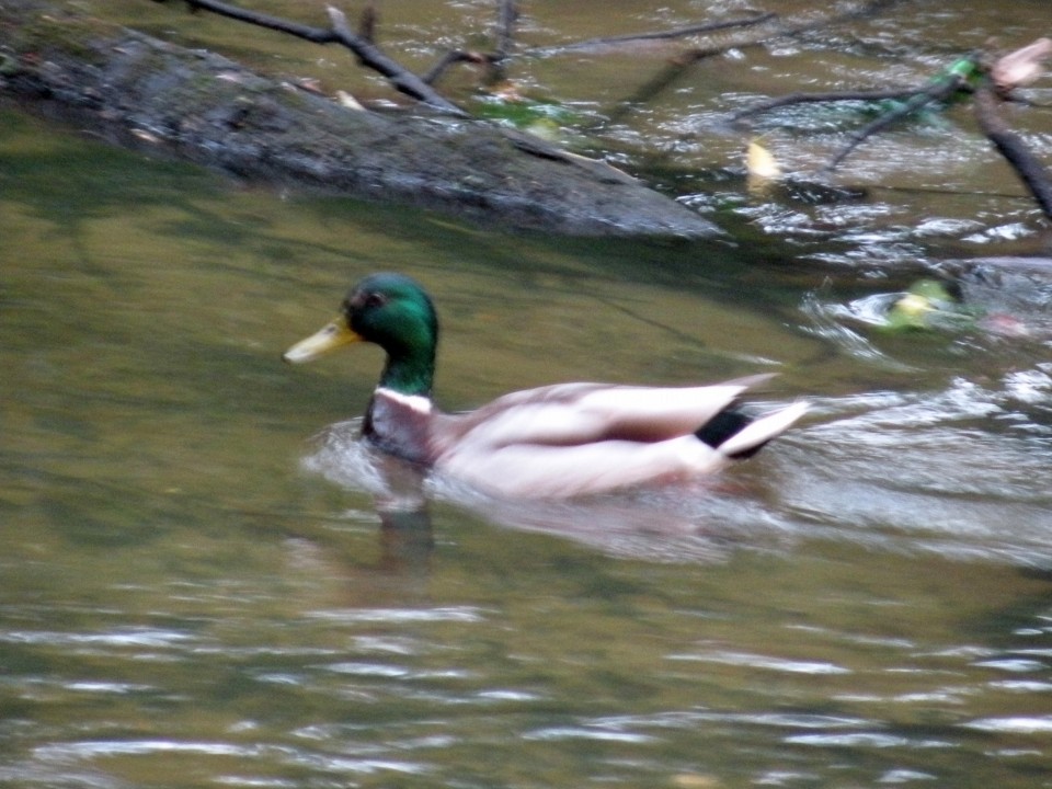 17 Poljska Rostozanski park - foto povečava