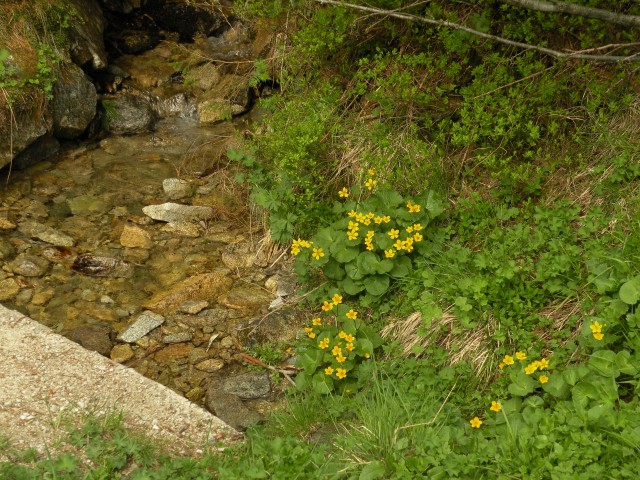 17 poljska Tatrzanski park - foto