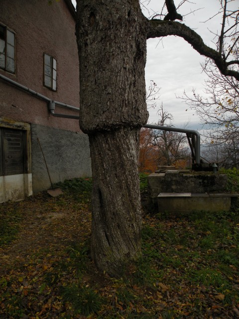 17 Radna, Konjsko - foto