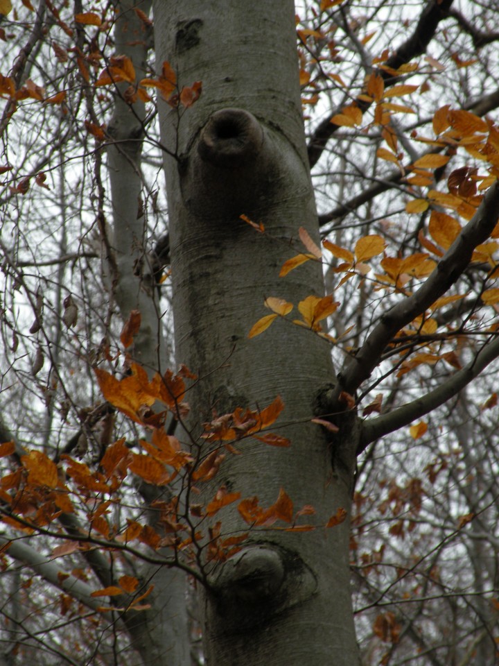 17 Radna, Konjsko - foto povečava