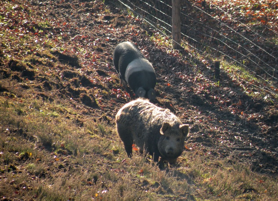 17 Lukovec, Preska - foto povečava