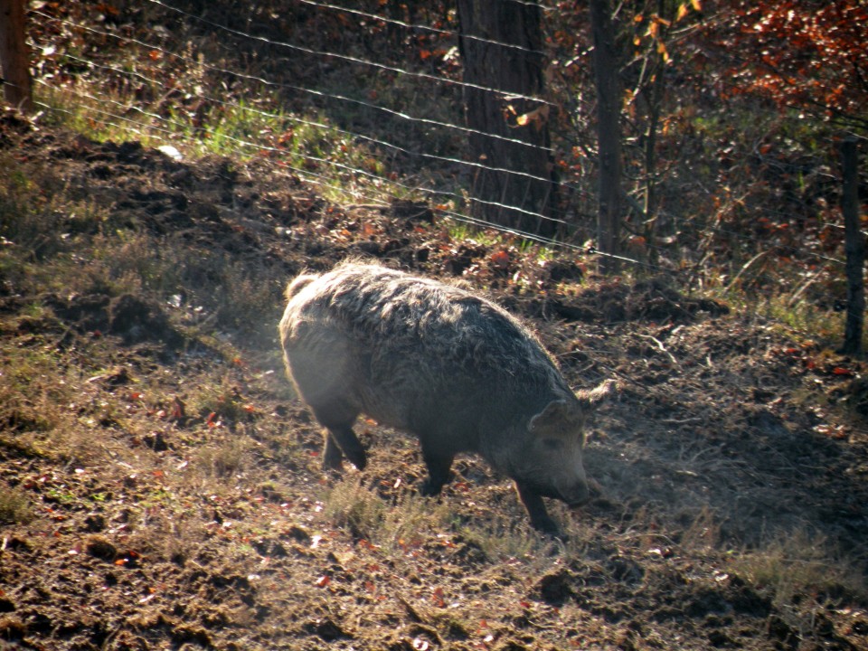 17 Lukovec, Preska - foto povečava