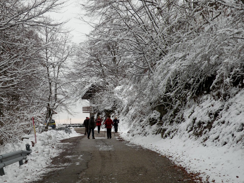 17 NV Lisca, Cirje - foto povečava