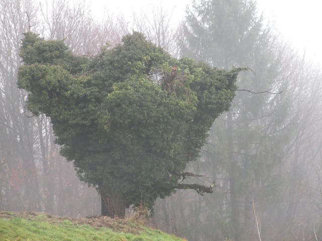 18 pohod Ribniki Orle Log - foto