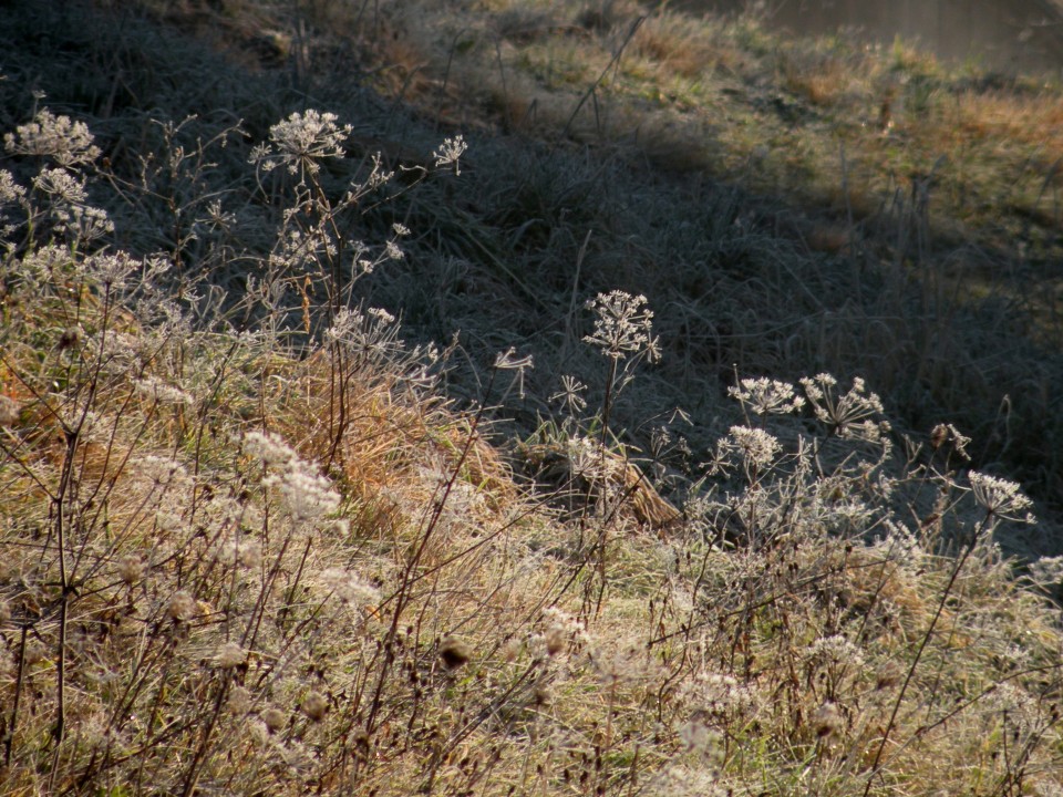 18.1.24. Škovec, Glina jama - foto povečava