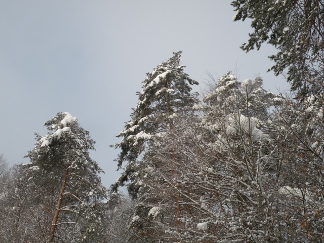 18 Od Dolinška do Brezovice - foto