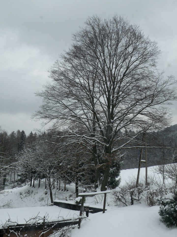 18 zima v februarju - foto povečava