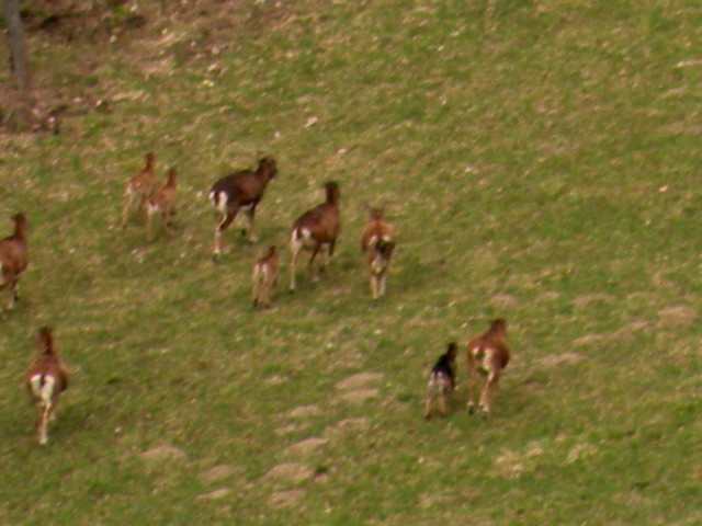 18 NV Nebeška gora - foto