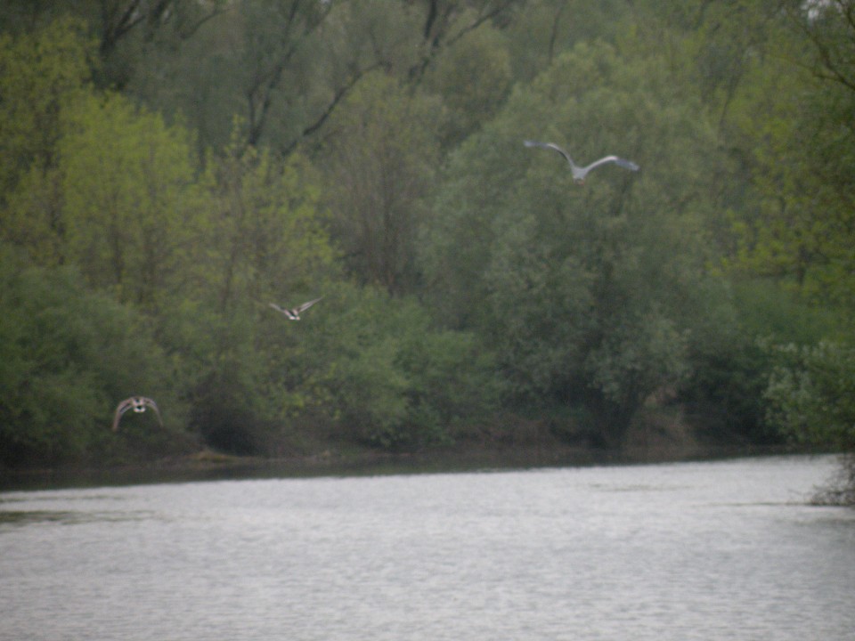 U3 Slavonija Kopački rit - foto povečava