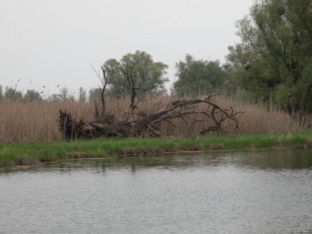 U3 Slavonija Kopački rit - foto