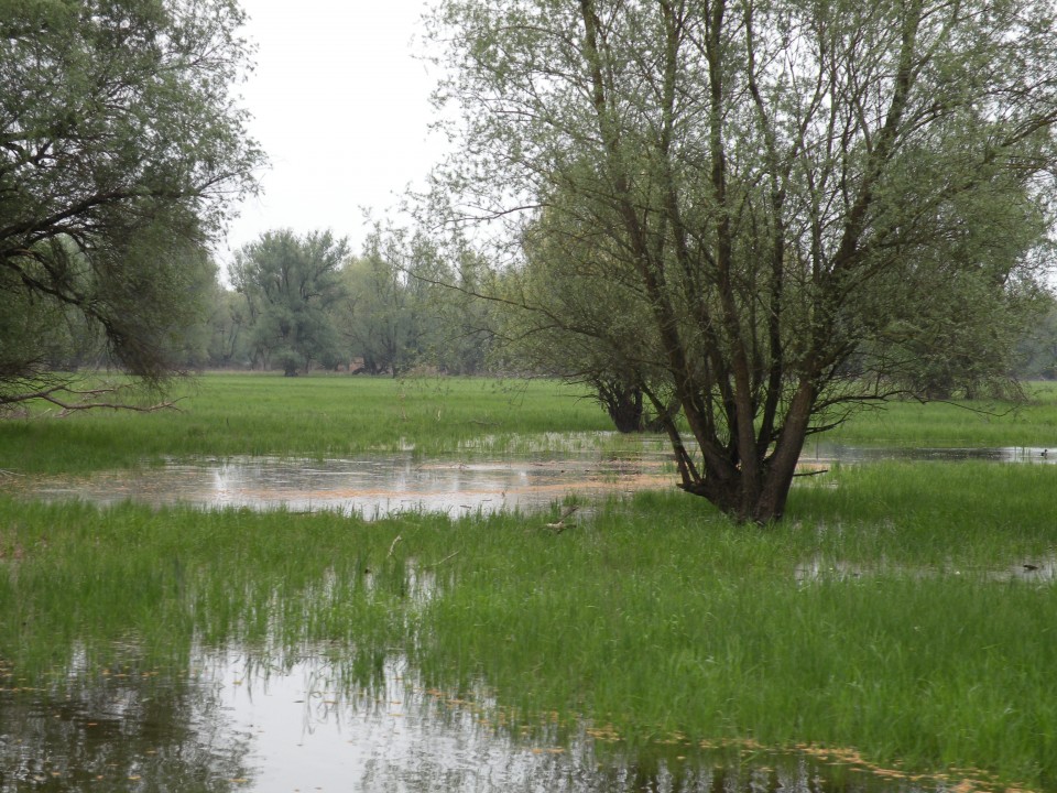 U3 Slavonija Kopački rit - foto povečava