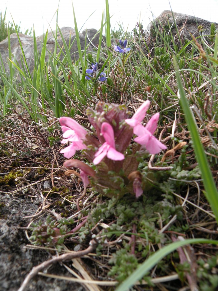 Škotska Skay na otočku in na poroki ob jezerc - foto povečava