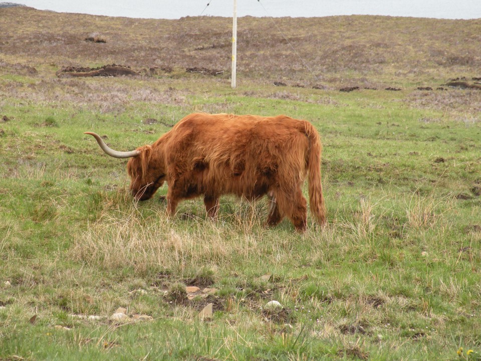 Škotska Skay na otočku in na poroki ob jezerc - foto povečava