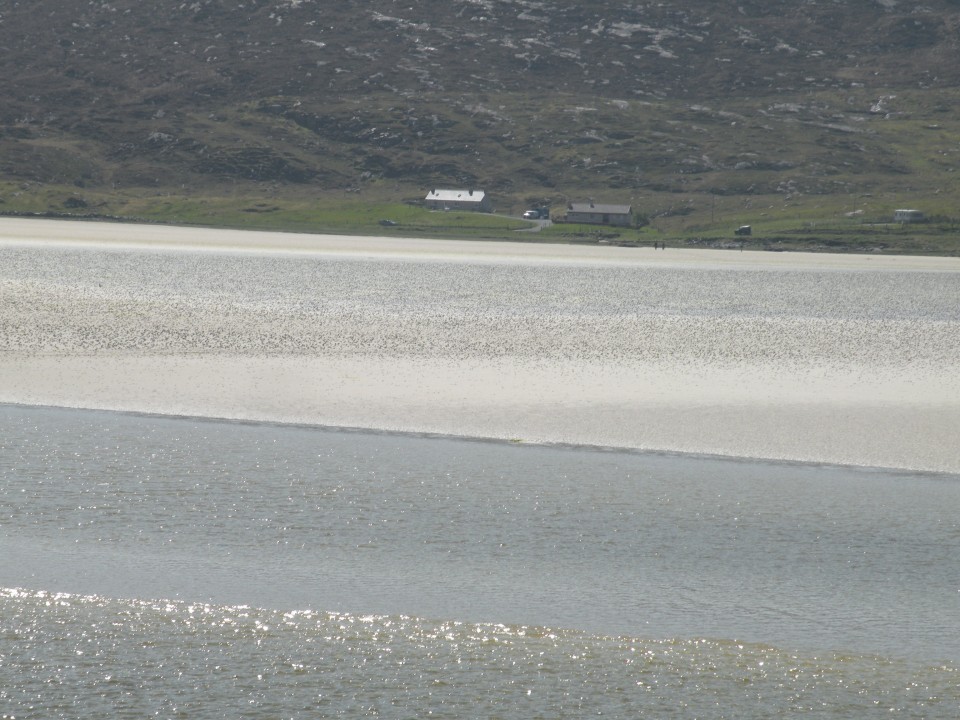 Škotska plaža Luskentyre - foto povečava