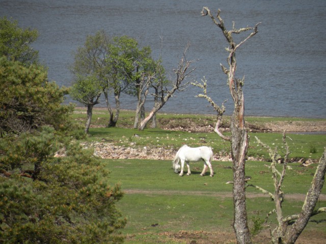 Škotska Urquhart, Loch Afrric - foto