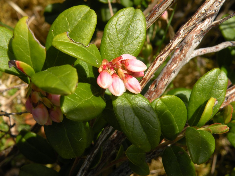 Škotska Urquhart, Loch Afrric - foto povečava