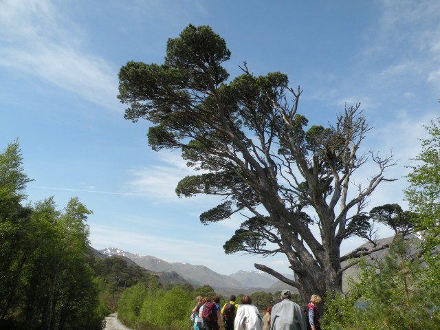 Škotska Urquhart, Loch Afrric - foto