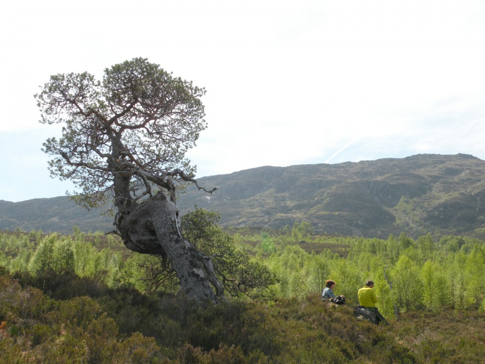 Škotska Urquhart, Loch Afrric - foto povečava