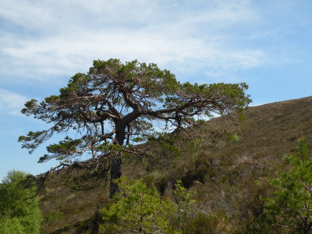 Škotska Urquhart, Loch Afrric - foto